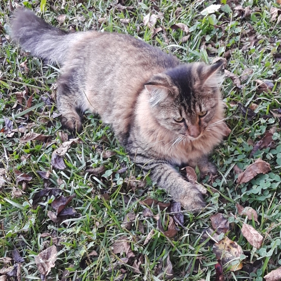 iPhone 8 Plus π Case - Picture 7 of 7